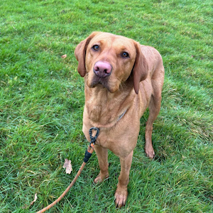 Behaviourist